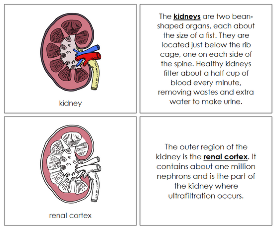 Human Kidney Nomenclature Book - Montessori Print Shop