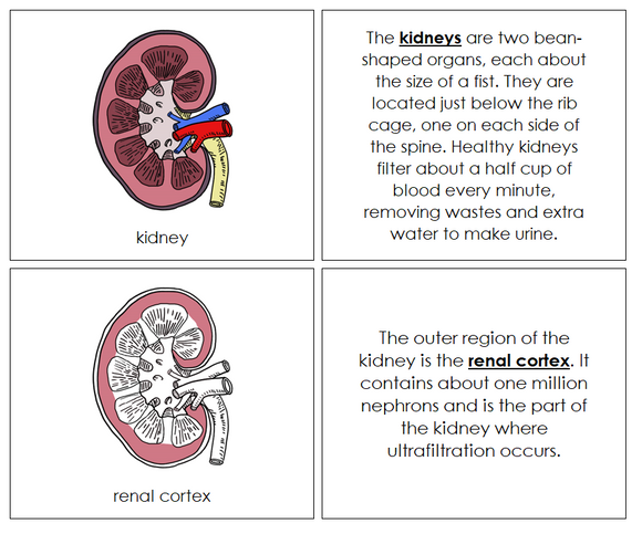 Human Kidney Nomenclature Book - Montessori Print Shop