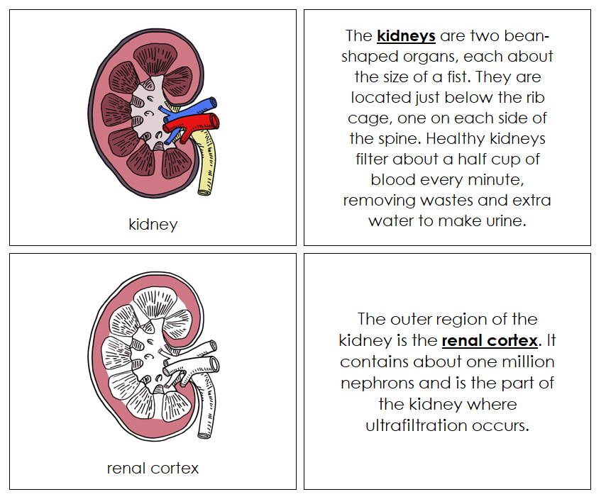 Human Kidney Nomenclature Book - Montessori Print Shop