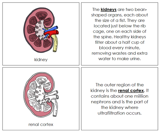 Kidney Nomenclature Book - Montessori Print Shop