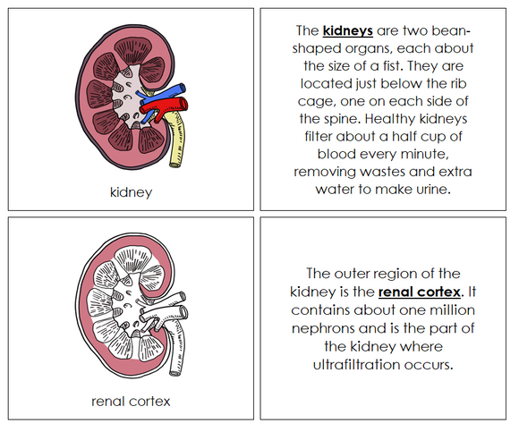 Kidney Nomenclature Book - Montessori Print Shop