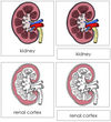 Kidney Nomenclature 3-Part Cards - Montessori Print Shop