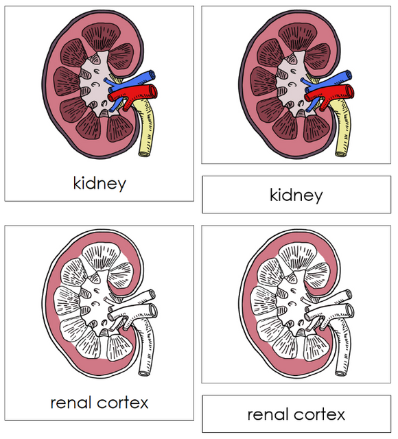 Parts of a Human Kidney Nomenclature Cards - Montessori Print Shop Digital Download