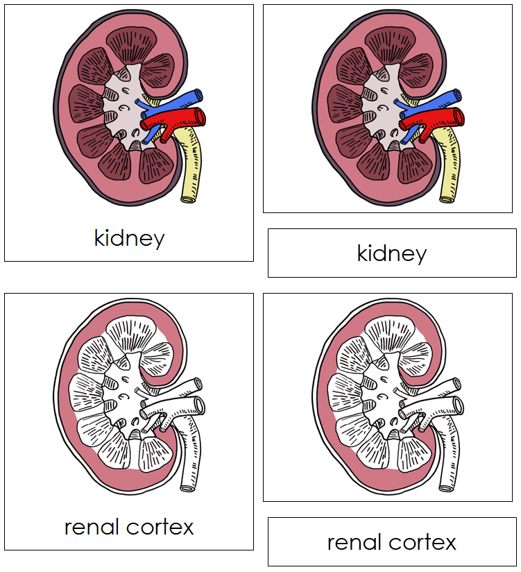 Kidney Nomenclature 3-Part Cards - Montessori Print Shop