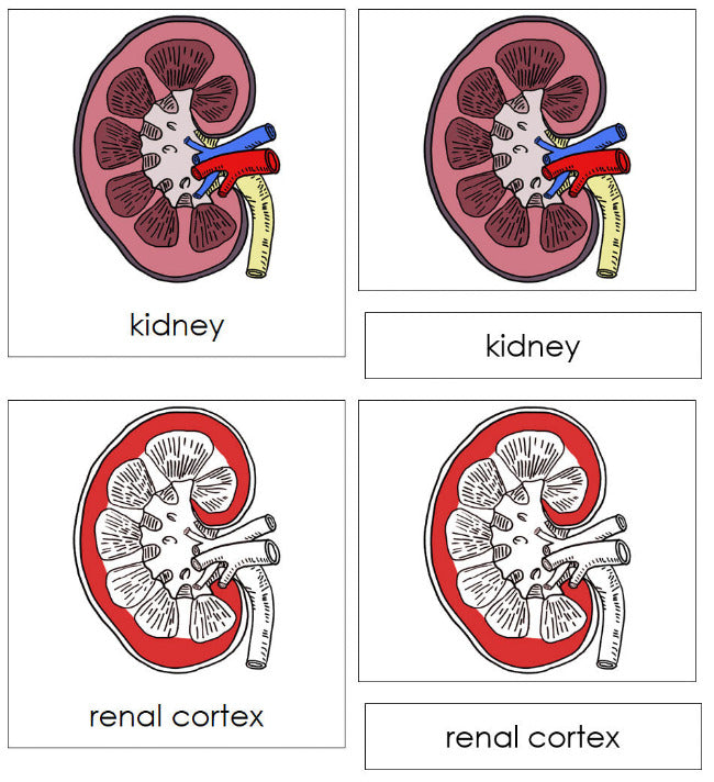 Parts of a Human Kidney Nomenclature 3-Part Cards (red) - Montessori Print Shop Digital Download