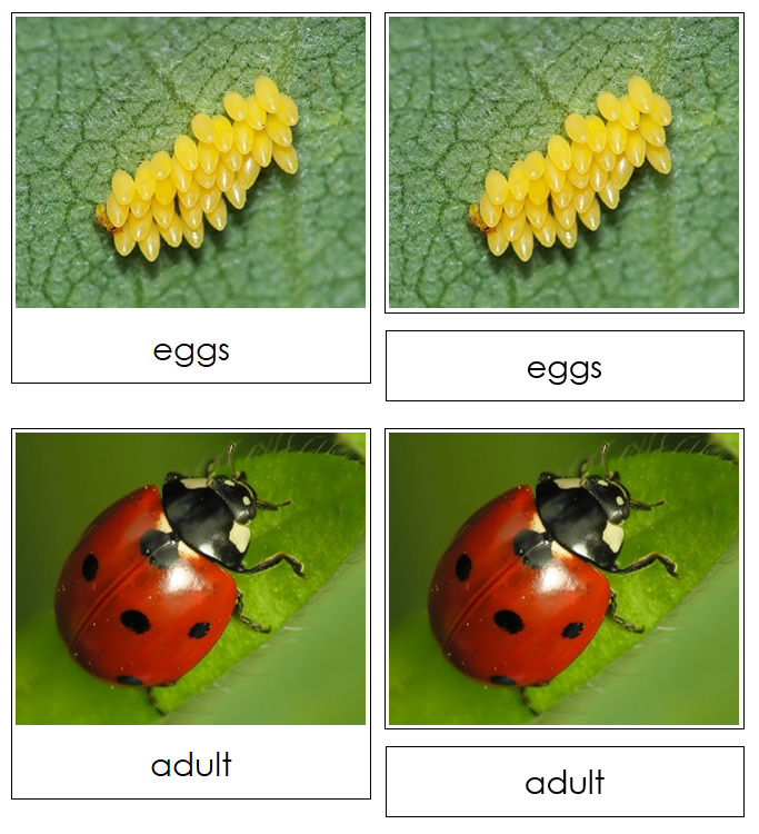 Ladybug Life Cycle Nomenclature 3-Part Cards & Charts - Montessori Print Shop Digital Download