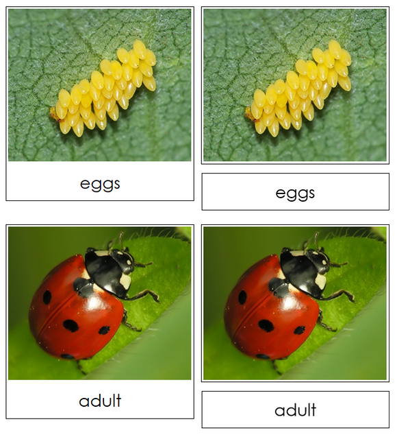 Ladybug Life Cycle Nomenclature Cards & Charts - Montessori Print Shop