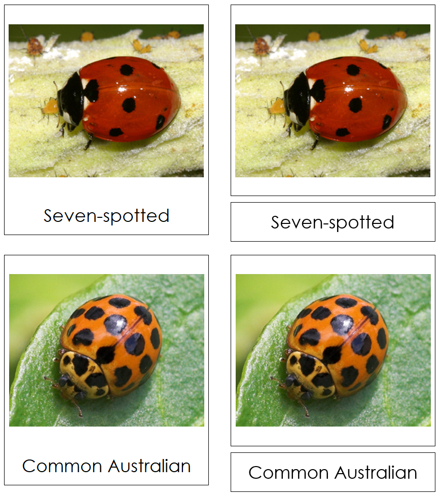 Types of Lady Beetles (Ladybugs) 3-Part Cards - Montessori Print Shop Digital Download