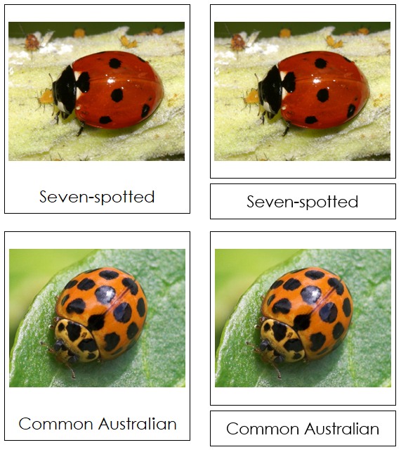 Lady Beetles 3-Part Cards - Montessori Print Shop