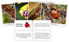 Ladybug Fast Facts & Pictures - Montessori Print Shop