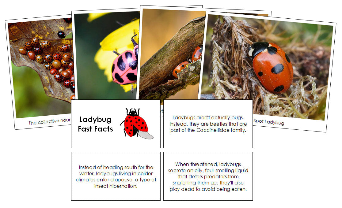 Ladybug Fast Facts & Pictures - Montessori Print Shop Digital Download