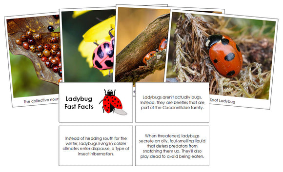 Ladybug Fast Facts & Pictures - Montessori Print Shop