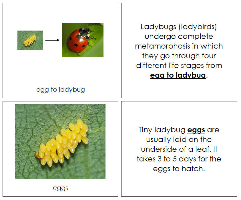 Ladybug Life Cycle Book - Montessori Print Shop Digital Download