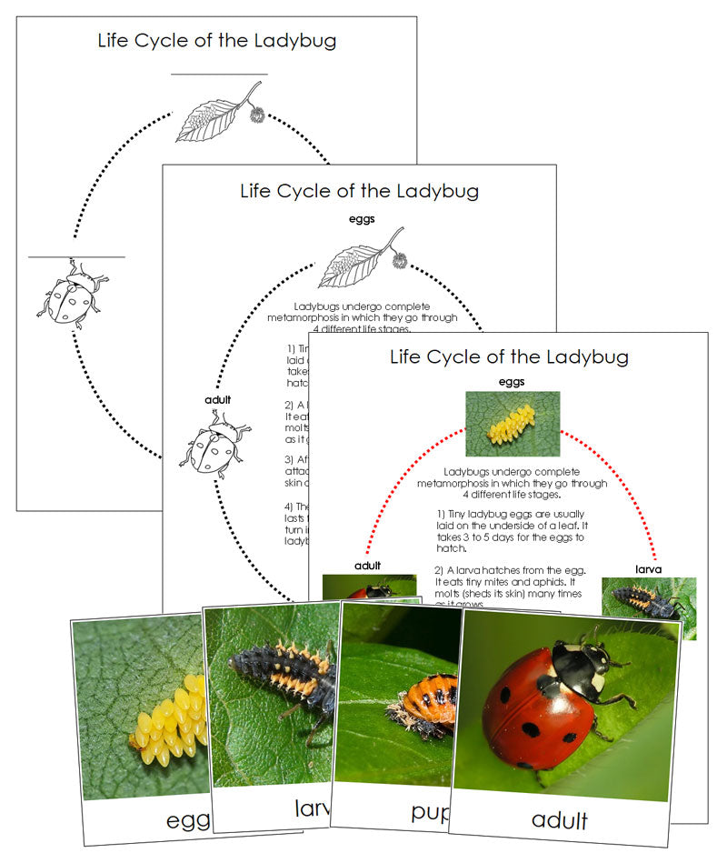 Ladybug Life Cycle Nomenclature Cards & Charts - Montessori Print Shop Digital Download