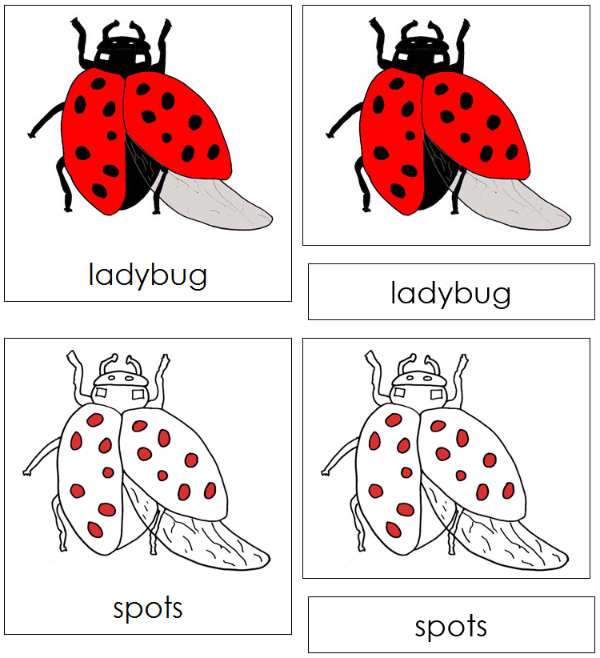 Parts of a Ladybug 3-Part Nomenclature Cards (red) - Montessori Print Shop Digital Download