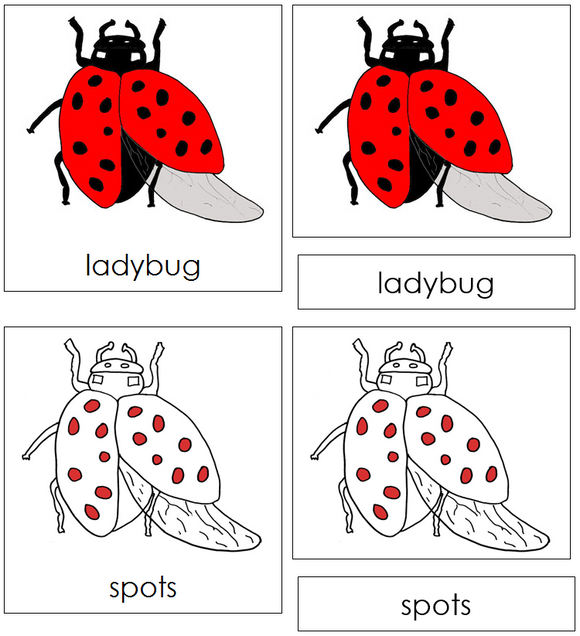 Ladybug Nomenclature Cards (red) - Montessori Print Shop