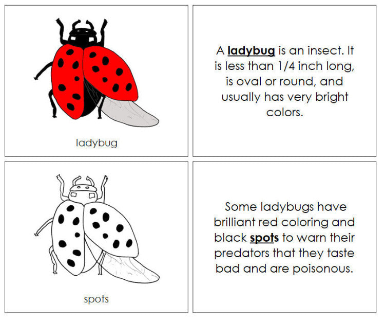 Parts of a Ladybug Nomenclature Book - Montessori Print Shop Digital Download