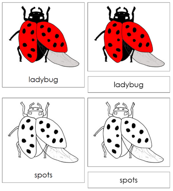 Parts of a Ladybug 3-Part Nomenclature  Cards - Montessori Print Shop Digital Download