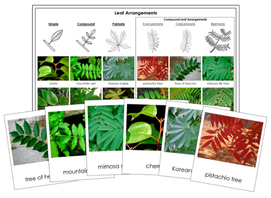 Types of Leaf Arrangements Sorting Cards and Control Chart - Montessori Print Shop Digital Download