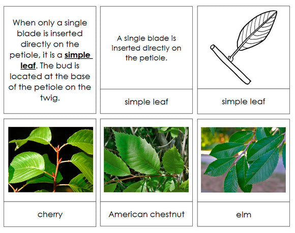 Leaf Arrangements - Montessori Print Shop