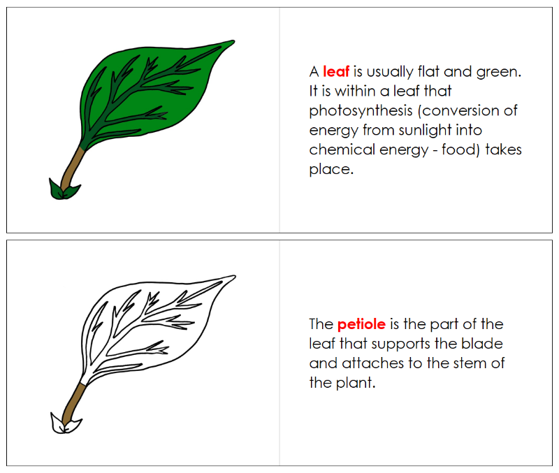 Montessori Leaf Nomenclature Book - Montessori Print Shop Digital Download