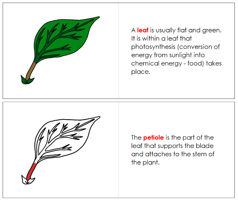 Montessori Leaf Nomenclature Book - Montessori Print Shop Digital Download