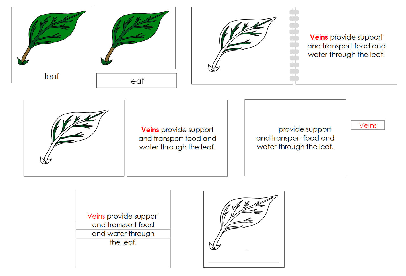 Leaf Definition Set - Montessori Print Shop Digital Download nomenclature