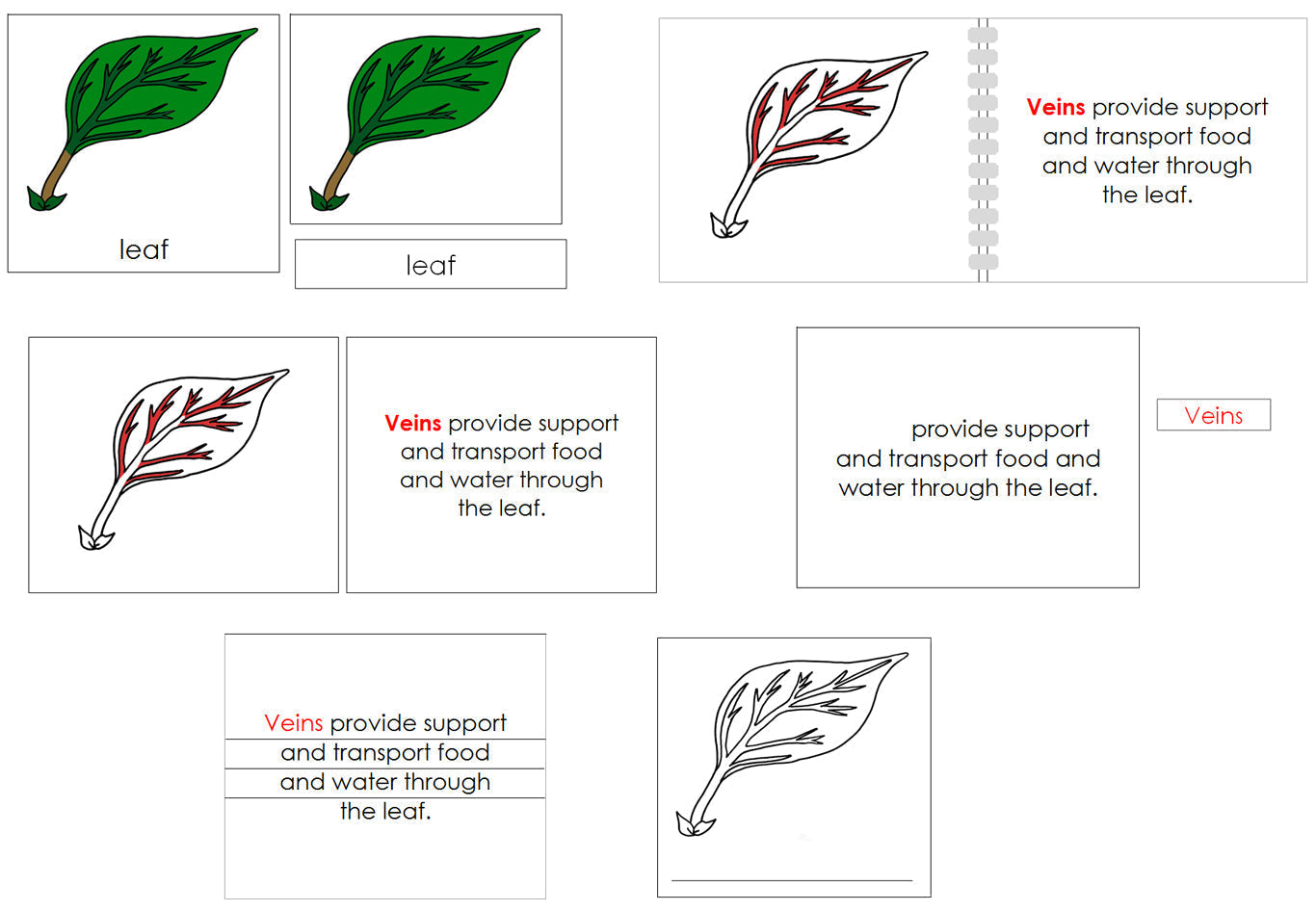 Leaf Definition Set - Montessori Print Shop Digital Download nomenclature