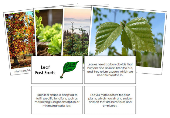 Leaf Fast Facts & Pictures - Montessori Print Shop