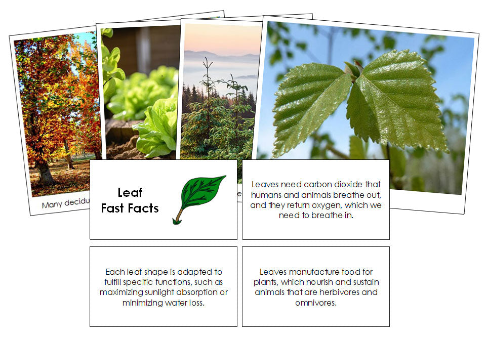 Leaf Fast Facts & Pictures - Montessori Print Shop Digital Download