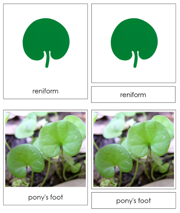 Leaf Shapes & Leaves Sorting Cards & Control Chart - Montessori Print Shop Digital Download