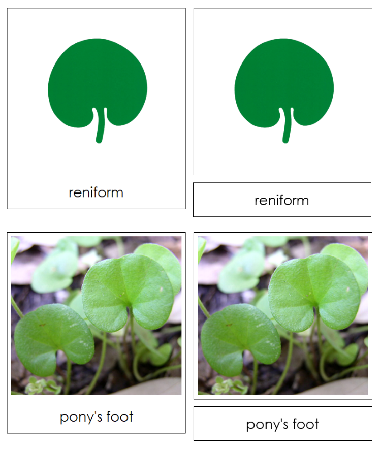 Leaf Shapes & Leaves Sorting Cards & Control Chart - Montessori Print Shop Digital Download