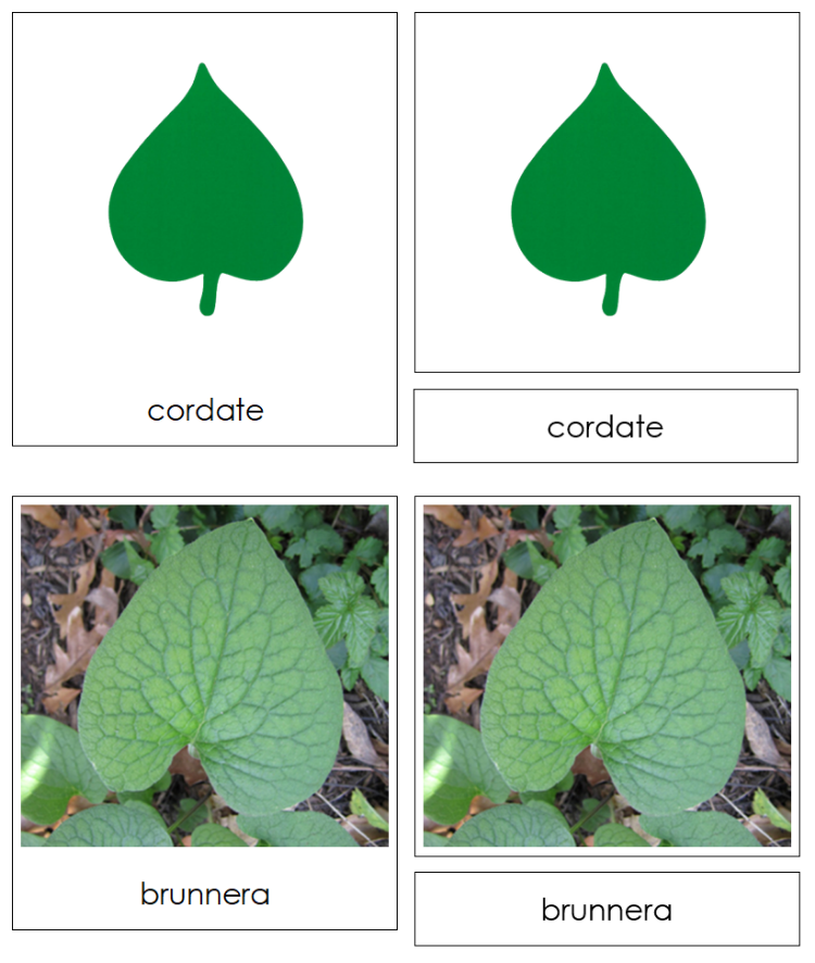 Leaf Shapes & Leaves Sorting Cards & Control Chart - Montessori Print Shop Digital Download