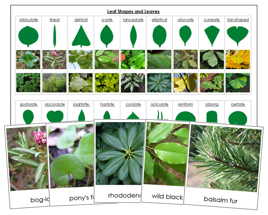 Leaf Shapes & Leaves Sorting Cards & Control Chart - Montessori Print Shop Digital Download