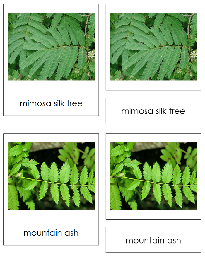 Types of Leaf Arrangements Sorting Cards and Control Chart - Montessori Print Shop Digital Download
