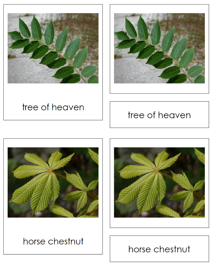 Types of Leaf Arrangements Sorting Cards and Control Chart - Montessori Print Shop Digital Download