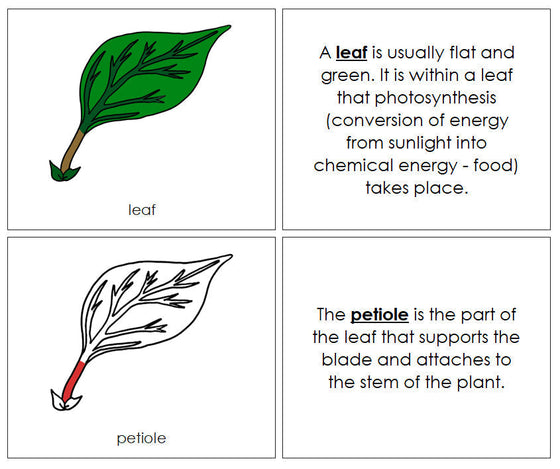 Parts of a Leaf Nomenclature Book (red) - Montessori Print Shop