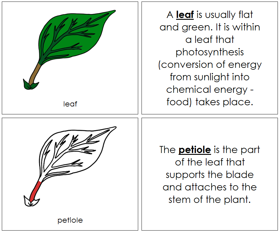 Leaf Nomenclature Book (red) - Montessori Print Shop