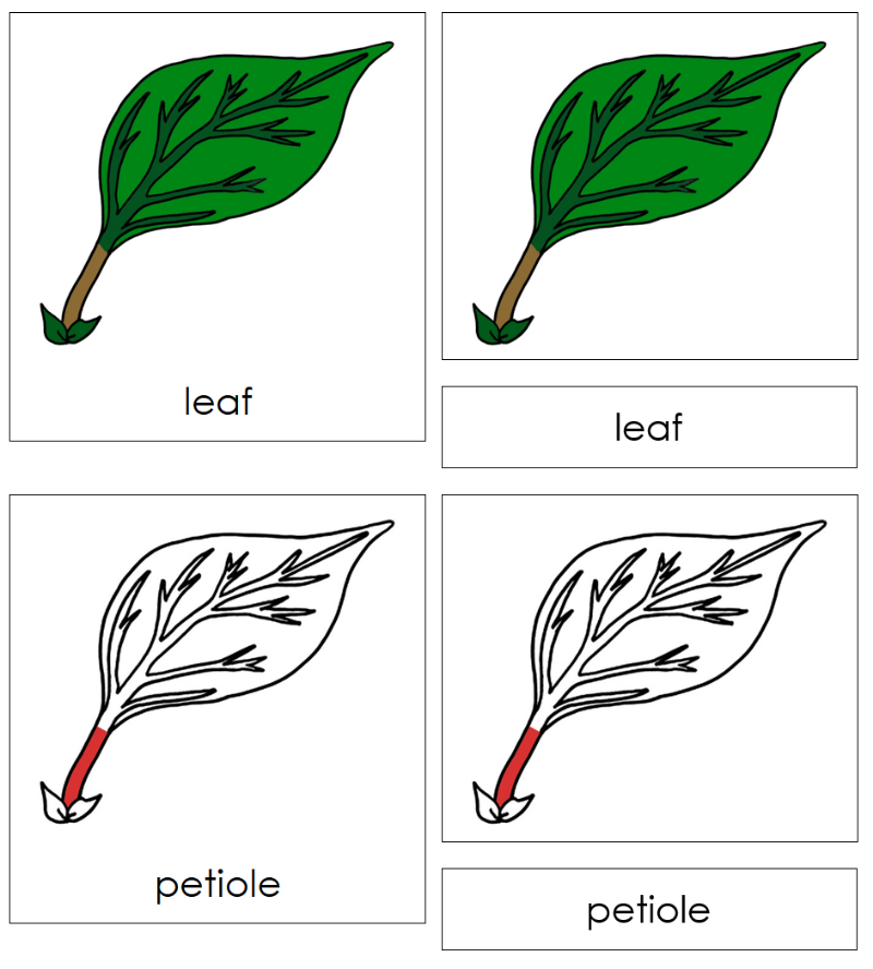 Montessori Leaf Nomenclature Cards - Montessori Print Shop Digital Download