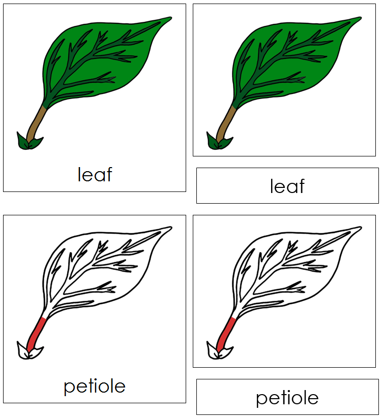 Parts of a Leaf Nomenclature Cards - Montessori Print Shop Digital Download
