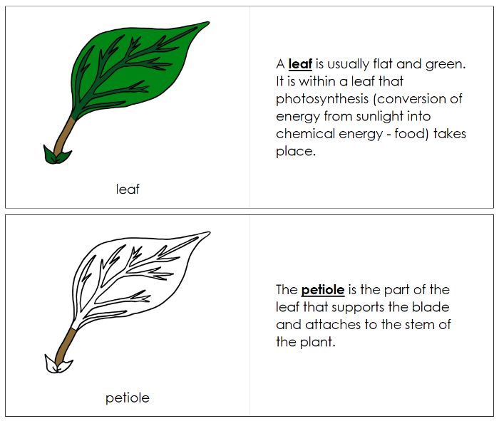 Parts of a Leaf Nomenclature Book (red) - Montessori Print Shop Digital Download
