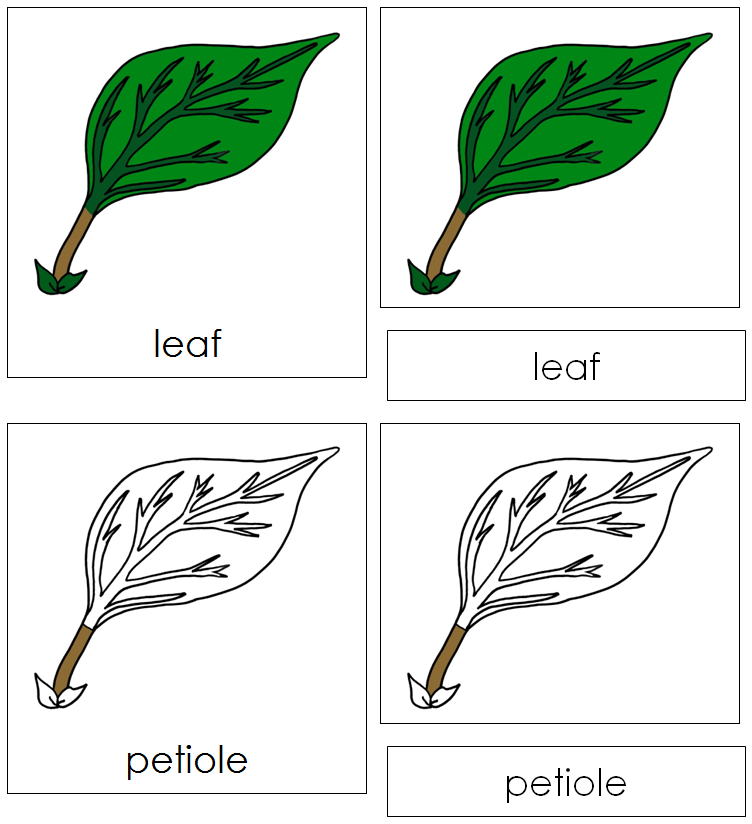 Parts of a Leaf Nomenclature Cards - Montessori Print Shop