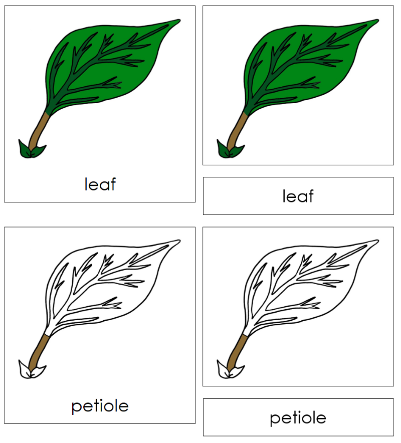 Montessori Leaf Nomenclature Cards - Montessori Print Shop Digital Download