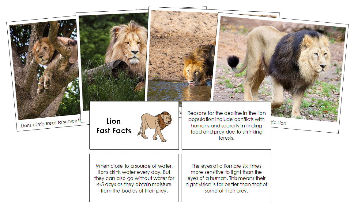 Lion Fast Facts & Pictures - Montessori Print Shop Digital Download