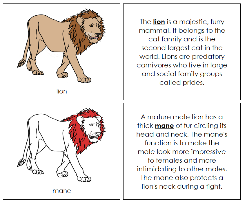 Lion Nomenclature Book (red) - Montessori Print Shop Digital Download