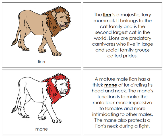 Lion Nomenclature Book (red) - Montessori Print Shop