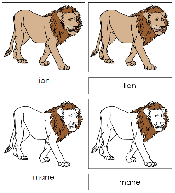 Parts of a Lion 3-Part Nomenclature Cards - Montessori Print Shop Digital Download