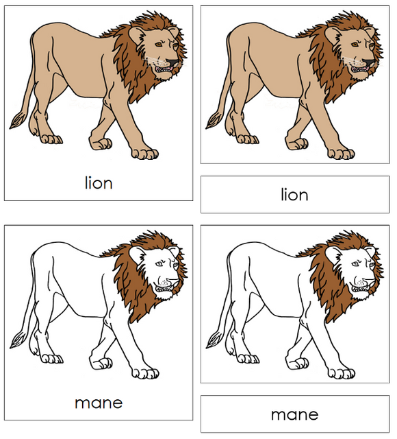 Parts of a Lion 3-Part Nomenclature Cards - Montessori Print Shop Digital Download