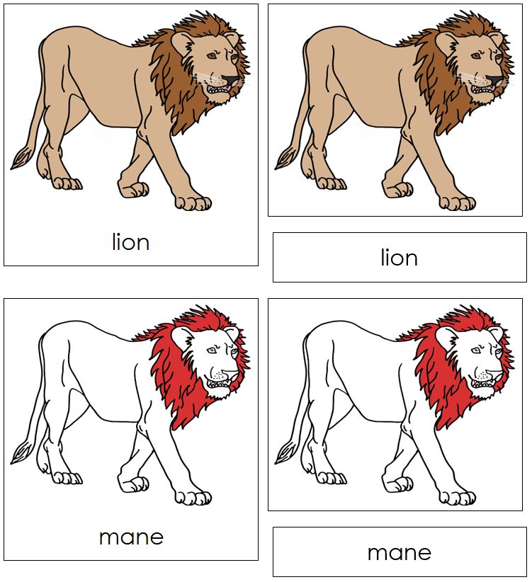 Lion Nomenclature 3-Part Cards (red) - Montessori Print Shop