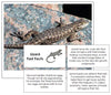 Lizard Fast Facts & Pictures - Montessori Print Shop